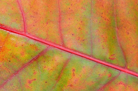 Northern Red Oak (Quercus rubra)