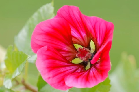 Annual Malope or Purple Spanish Mallow (Malope trifida)