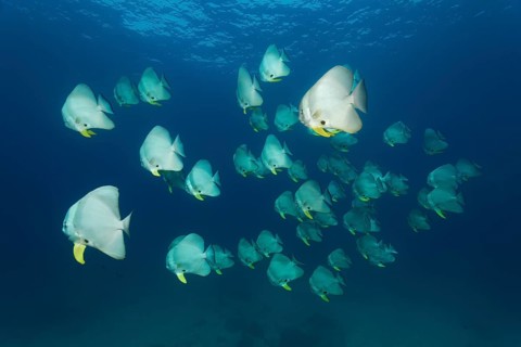 A shoal of Teira Batfish (Platax teira)