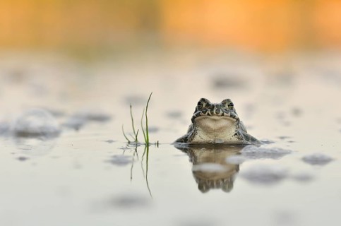 Green Toad (Bufo viridis complex) in an abandoned gravel pit