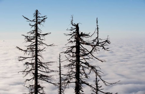 Dead Spruces (Picea)