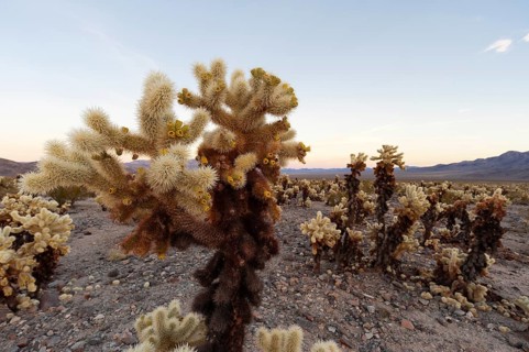 Cholla Cactus Garden