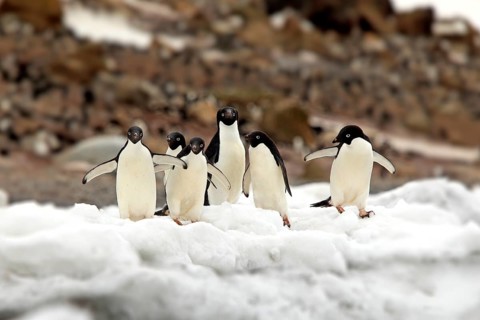 Adelie Penguins (Pygoscelis adeliae)