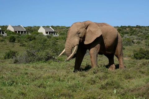 African Bush Elephant (Loxodonta africana) at the main camp