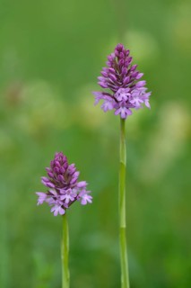 Pyramid Orchids (Anacamptis pyramidalis)