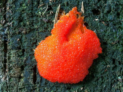 Salmon-coloured Slime Mould (Tubifera ferruginosa)