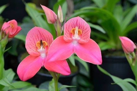 Disa orchid hybrid (Disa)
