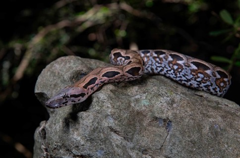 Malagasy ground boa (Acrantophis madagascariensis) winds on stone