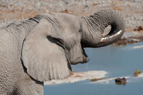 African Elephant (Loxodonta africana)
