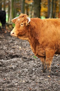 Red-brown cow