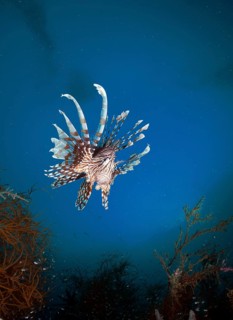 Red Lionfish (Pterois volitans)