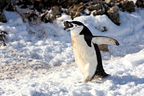 Chinstrap Penguin (Pygoscelis antarctica)