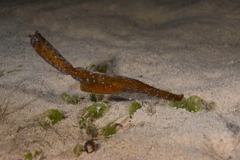 Robust Ghost Pipefish (Solenostomus cyanopterus)