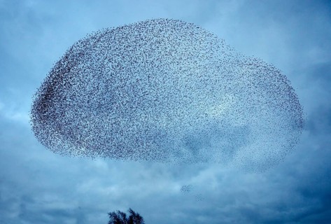 Starlings (Sturnus vulgaris)