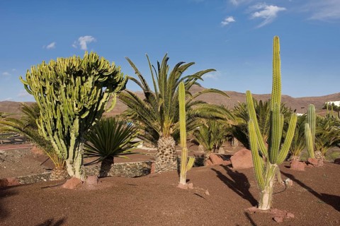 Cacti (Cactaceae) in Las Playitas