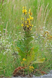 Dense-Flowered Mullein (Verbascum densiflorum)
