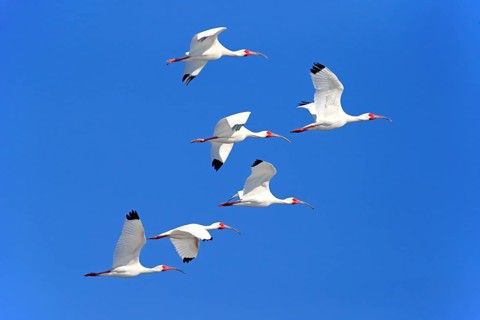 American White Ibis (Eudocimus albus)