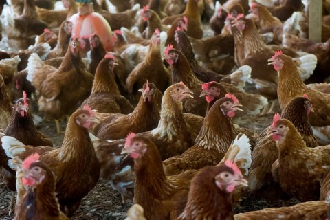 Chickens on a poultry farm