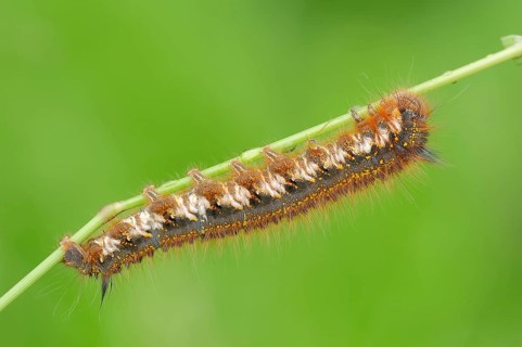 Caterpillar