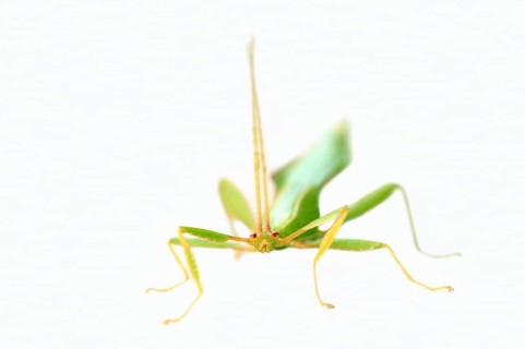 Walking Leaf (Phyllium philippinicum