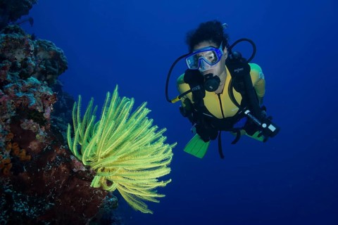 Scuba diver looking at a yellow Feather Star (Crinoidea)
