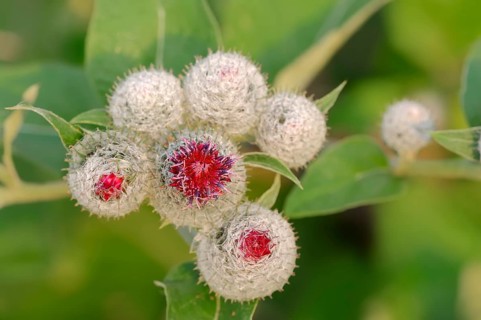 Downy Burdock (Arctium tomentosum)