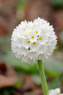 Drumstick Primrose