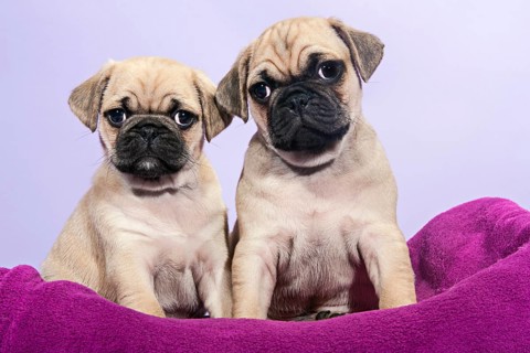 Two Pugs