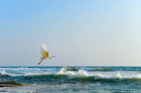 Flying Great Egret (Ardea alba)