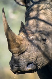 White Rhino (Ceratotherium simum)