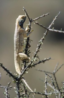 Southern rock agama (Agama atra)
