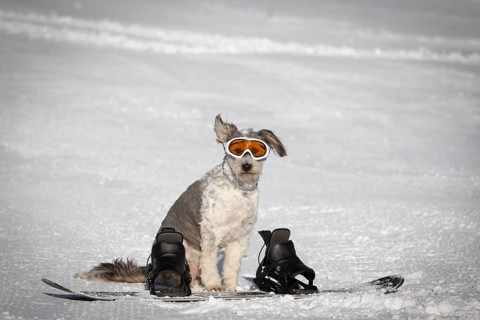 A dog with snow goggles sitting behind a snowboard in the snow