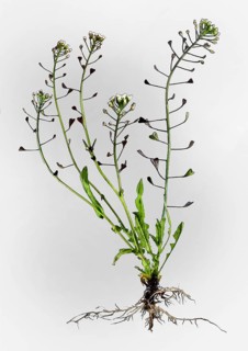 Shepherd's Purse (Capsella bursa-pastoris)