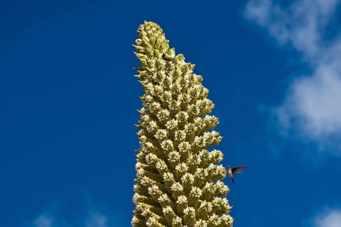 Queen of the Andes (Puya raimondii)