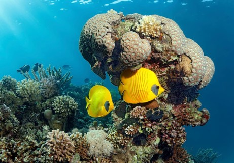 Two Threadfin butterflyfish (Chaetodon sermilavatus)