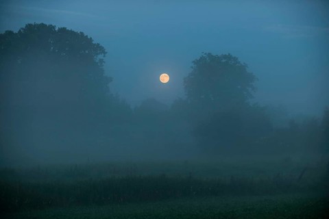 Morning mist over a meadow
