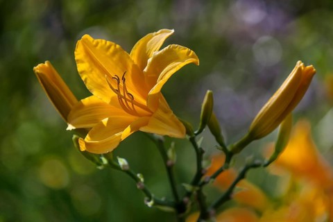 Yellow Lily (Lilium)