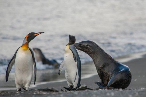 Antarctic Fur Seal (Arctocephalus gazella) on the beach with King Penguins (Aptenodytes patagonicus)