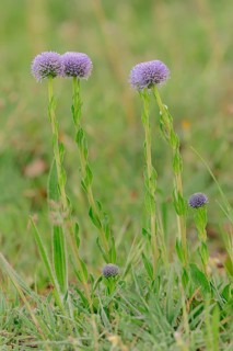 Common Globe flower (Globularia punctata)