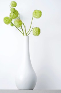 Balloon plant (Gomphocarpus physocarpus) in vase