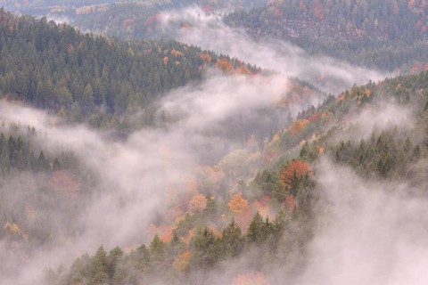 The Kirnitzschtal in fog in autumn