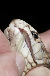 Eastern Brown Snake (Pseudonaja textilis) being milked for venom