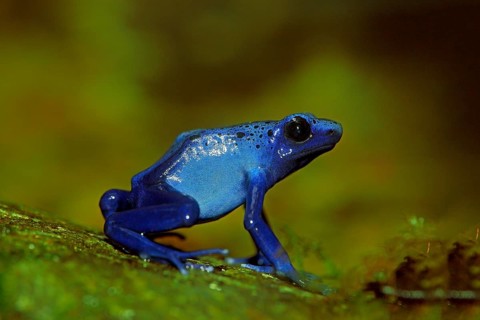 Blue Poison Frog (Dendrobates tinctorius)