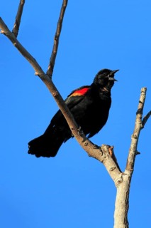 Red-winged Blackbird (Agelaius phoeniceus)