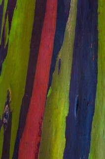Coloured bark of a Eucalyptus Tree (Eucalyptus sp.)