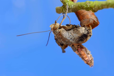 Pale Owl or Giant Owl butterfly (Caligo memnon) emerging from pupa