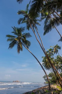 Palm trees on the beach