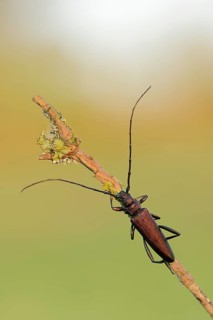 Musk Beetle (Aromia moschata)