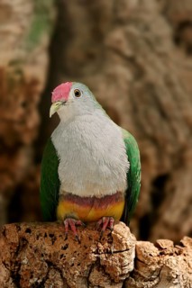 Beautiful Fruit Dove (Ptilinopus pulchellus)