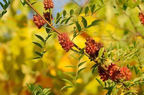 Licorice (Glycyrrhiza glabra)